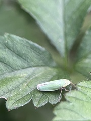 Draeculacephala balli