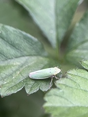 Draeculacephala balli