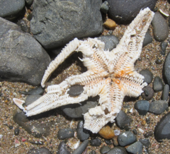 Astropecten polyacanthus