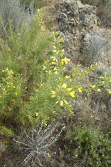 Ulex parviflorus