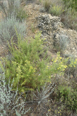 Ulex parviflorus