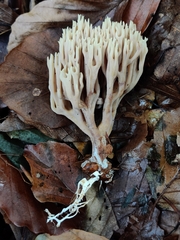 Ramaria stricta