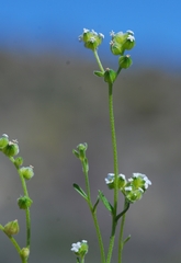 Cryptantha pterocarya pterocarya