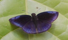 Anastrus neaeris