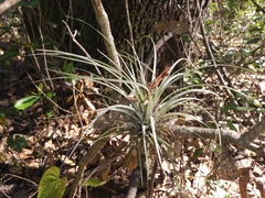 Tillandsia fasciculata
