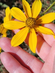 Bidens laevis