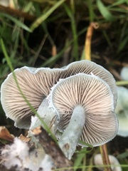 Stropharia caerulea