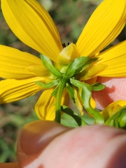 Bidens laevis