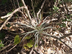 Tillandsia fasciculata