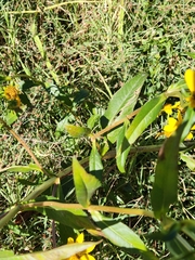 Bidens laevis