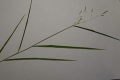 Leersia