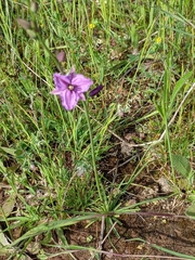 Arthropodium strictum