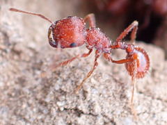 Pogonomyrmex occidentalis