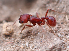 Pogonomyrmex occidentalis