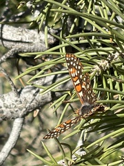 Euphydryas chalcedona hennei