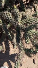 Cylindropuntia prolifera