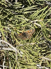 Euphydryas chalcedona hennei
