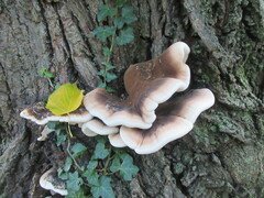 Ischnoderma resinosum