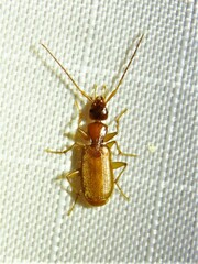 Zuphioides longicolle