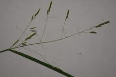 Leersia