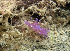 Flabellina affinis