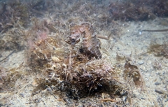 Hippocampus hippocampus