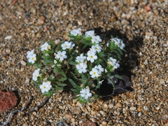 Greeneocharis similis