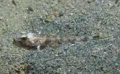 Pomatoschistus pictus