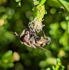 Copestylum marginatum