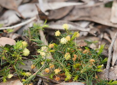 Acacia aculeatissima