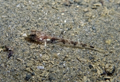 Pomatoschistus pictus