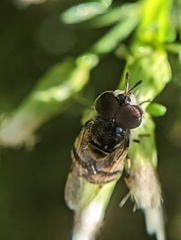 Copestylum marginatum