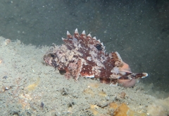 Scorpaena notata