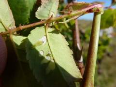 Cladius pectinicornis
