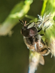 Copestylum marginatum