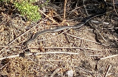 Masticophis lateralis lateralis