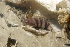 Serranus hepatus