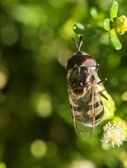 Copestylum marginatum