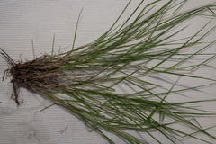 Leersia