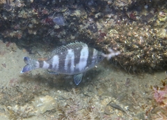Spondyliosoma cantharus