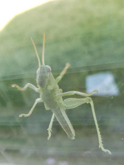 Schistocerca nitens