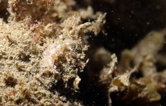 Spurilla neapolitana