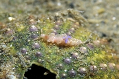 Spurilla neapolitana