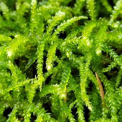 Eurhynchium