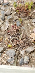 Thamnophis radix