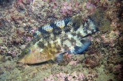 Symphodus melops