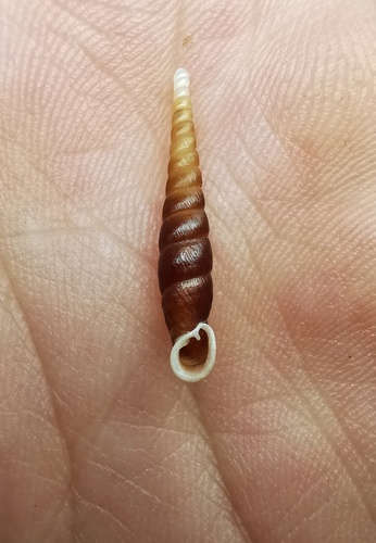 Formosana kongshanensis