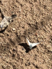 Heliopetes ericetorum