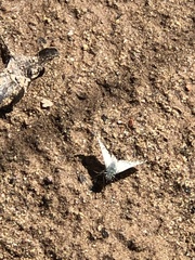 Heliopetes ericetorum