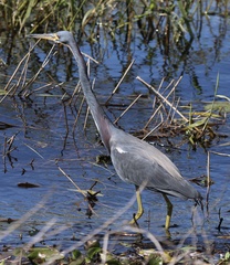 Egretta tricolor